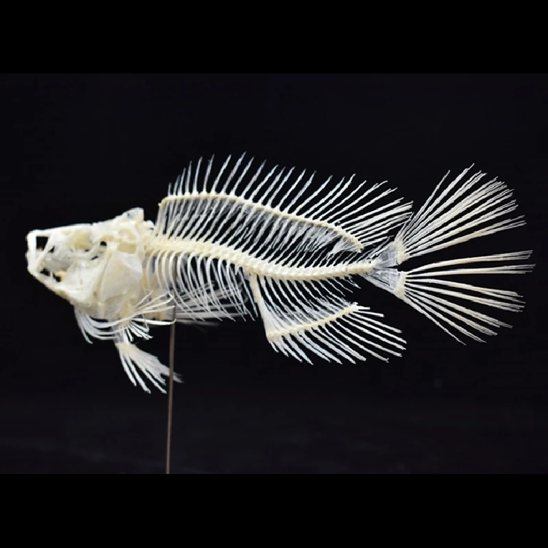 Art And Craft Science - Modèle de squelette de poisson-grouper 2043