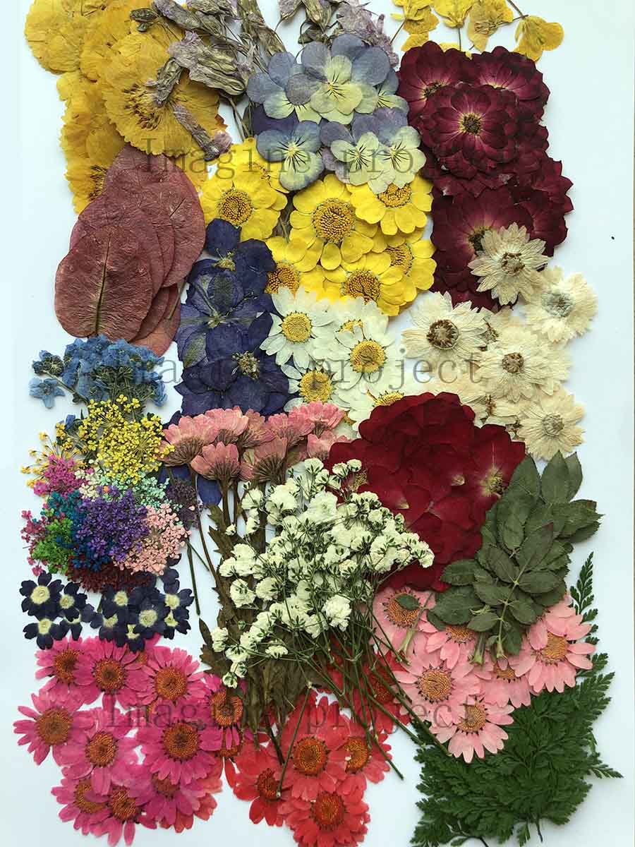 Art Craft 2 Year Olds - Assortiment de fleurs et feuilles séchées
