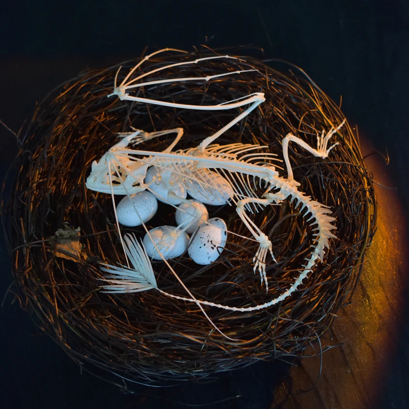 Art And Craft Science - Réplique de squelette de dragon sans