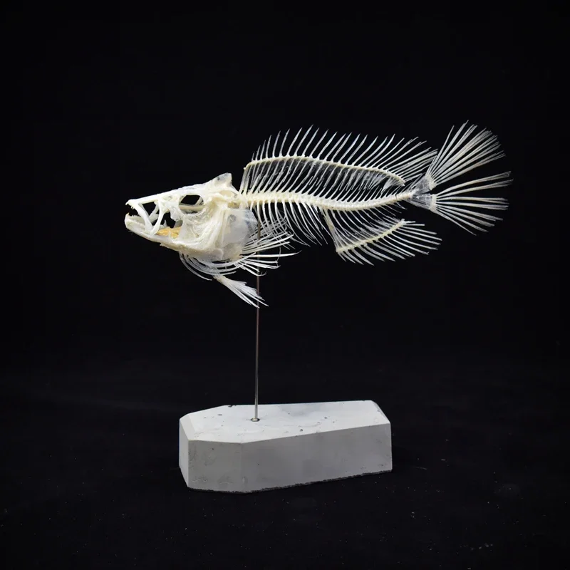 Modèle de squelette de poisson - Art And Craft Science avis et prix