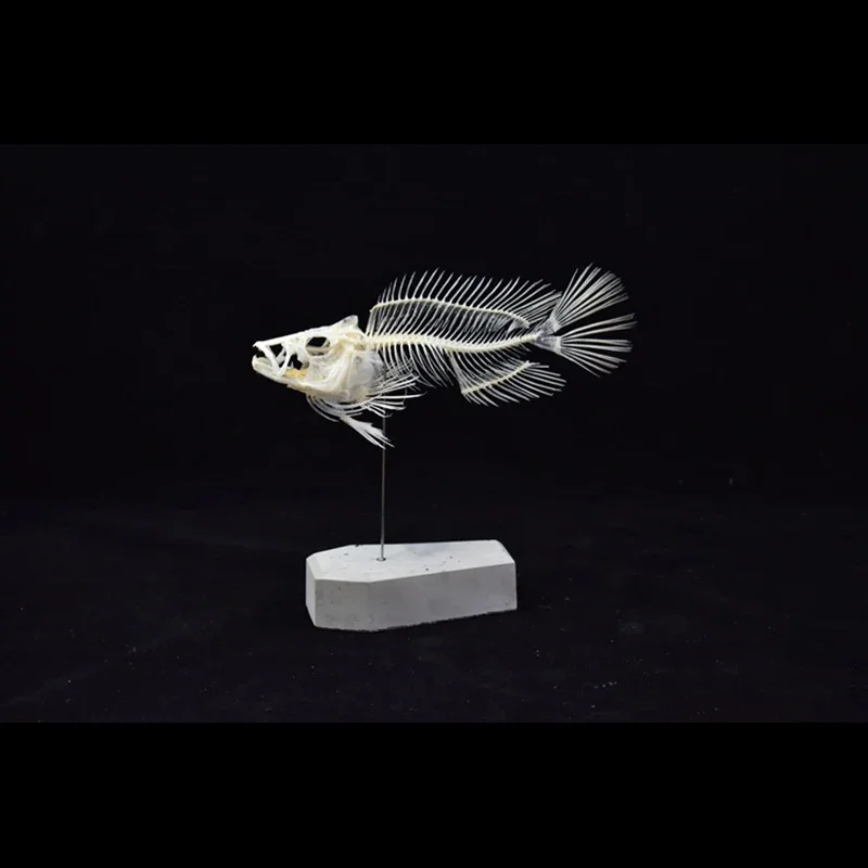 Modèle de squelette de poisson - Art And Craft Science avis et prix