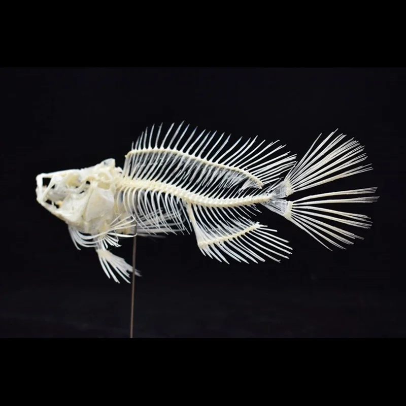 Modèle de squelette de poisson - Art And Craft Science avis et prix