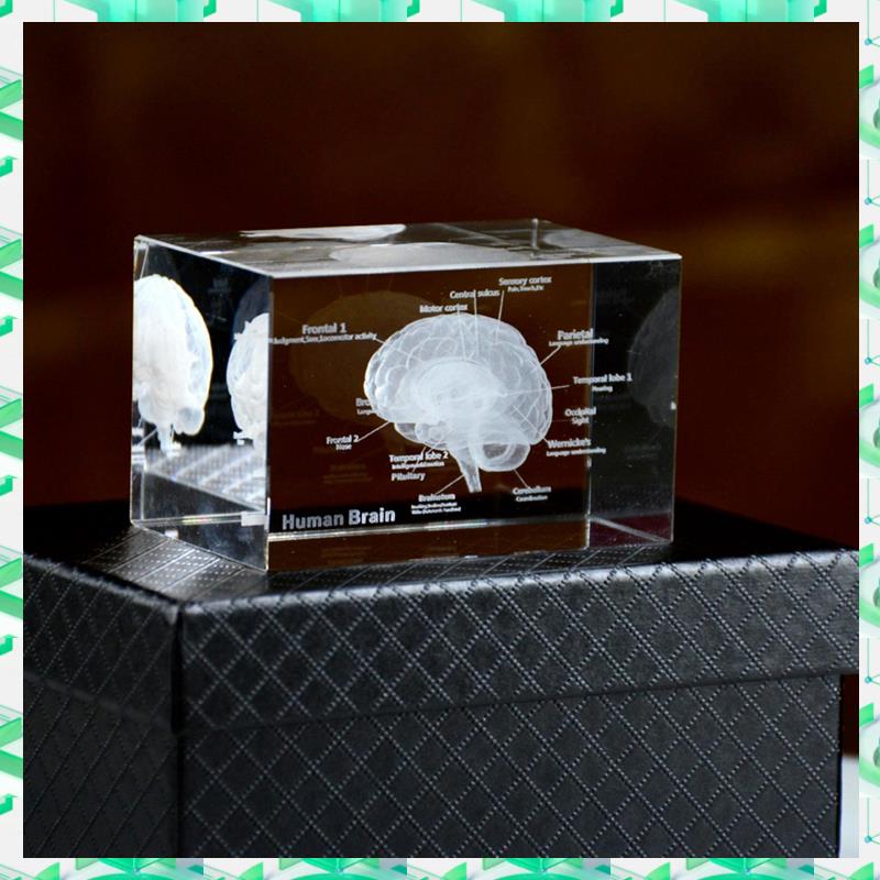 FIZP cristal 3D cerveau modèle - Art And Craft Science avis et prix