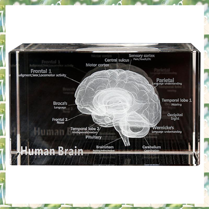 FIZP cristal 3D cerveau modèle - Art And Craft Science avis et prix