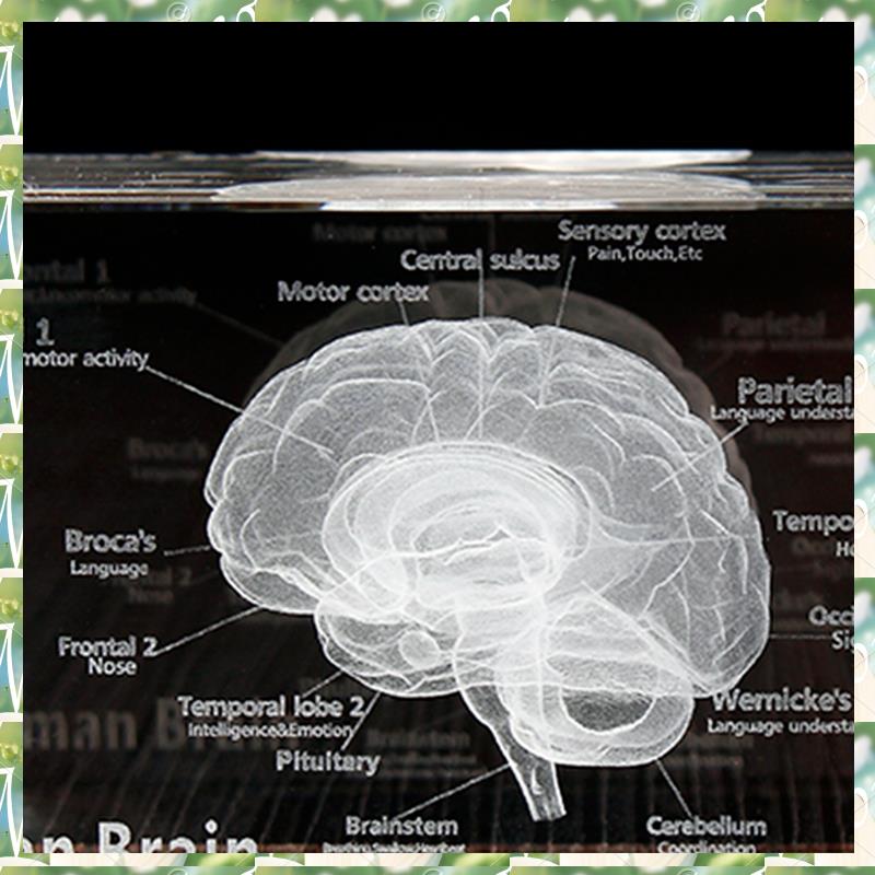 FIZP cristal 3D cerveau modèle - Art And Craft Science avis et prix