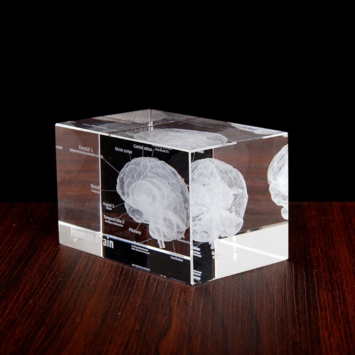 Modèle anatomique 3D du cervea - Art And Craft Science avis et prix