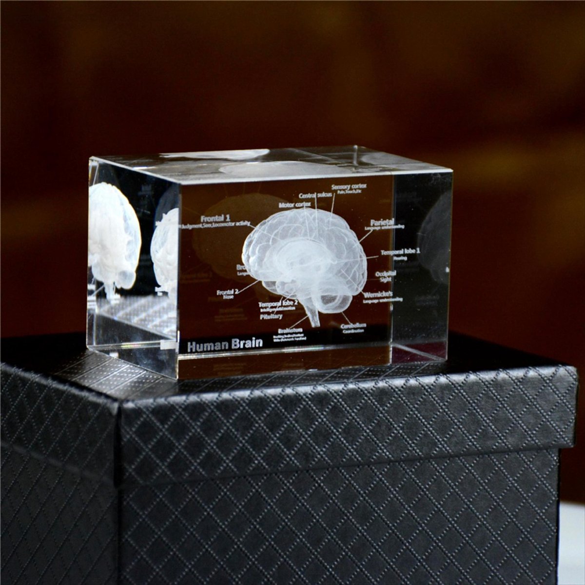 Modèle anatomique 3D du cervea - Art And Craft Science avis et prix