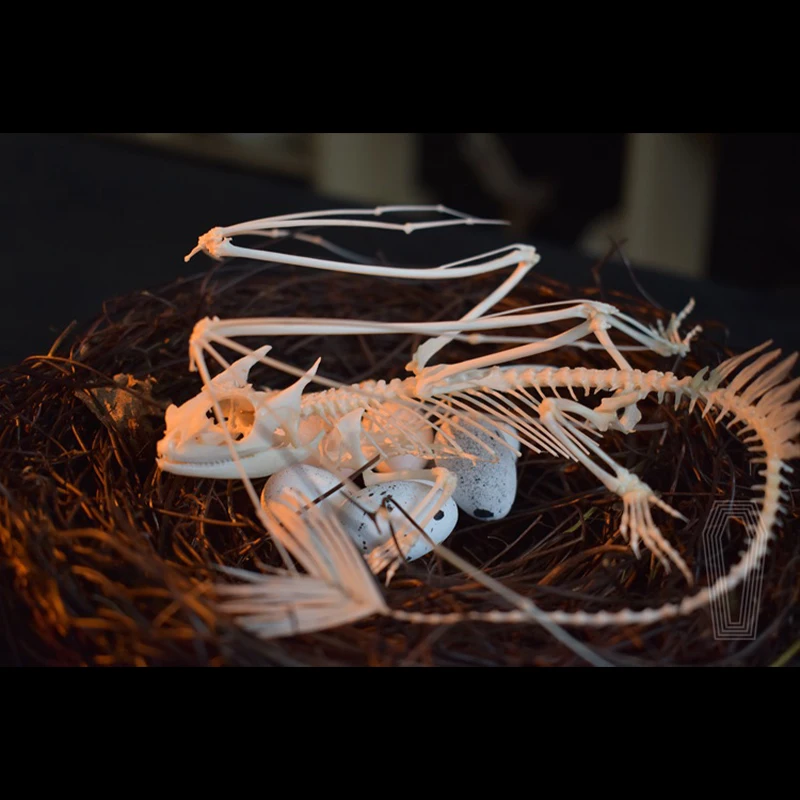 Réplique de squelette de drago - Art And Craft Science avis et prix